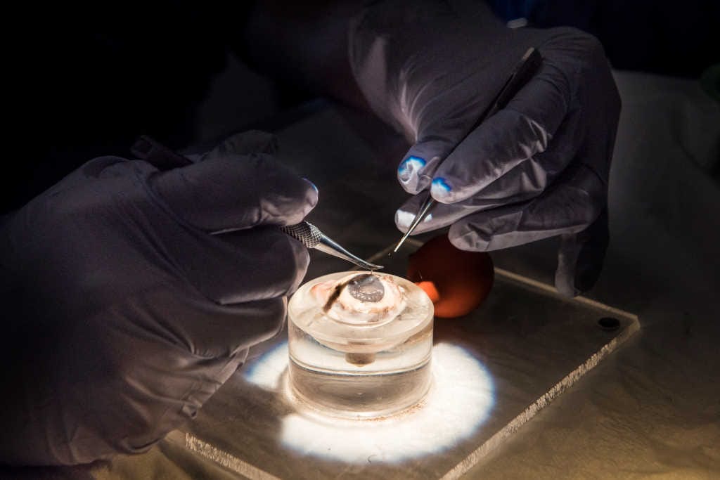 Microsurgery course update