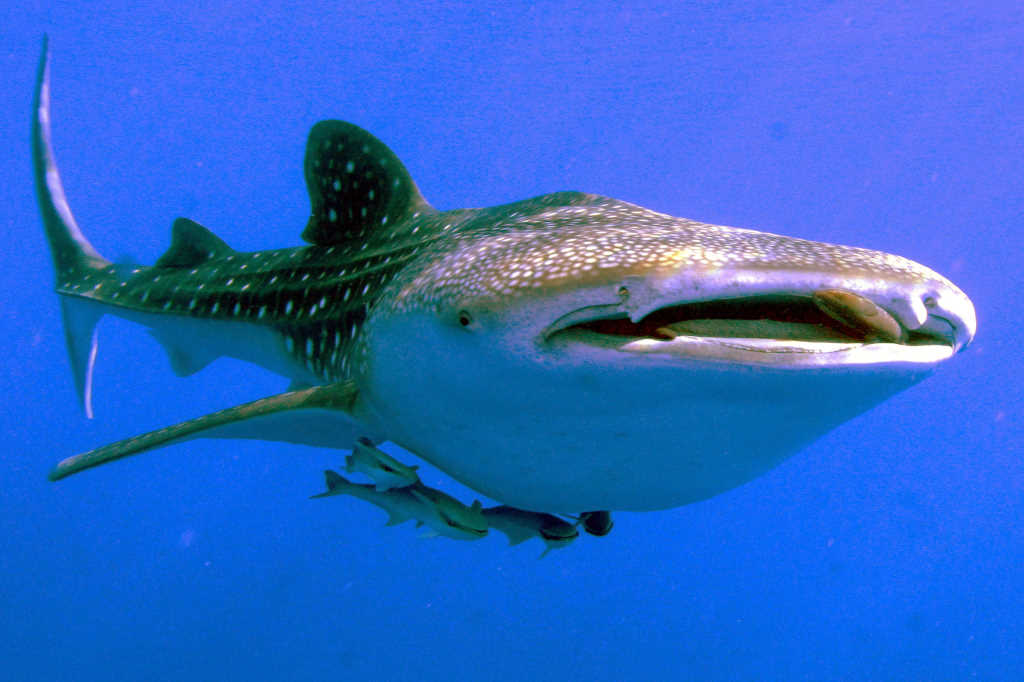 Whale sharks’ armoured eyes - nzoptics