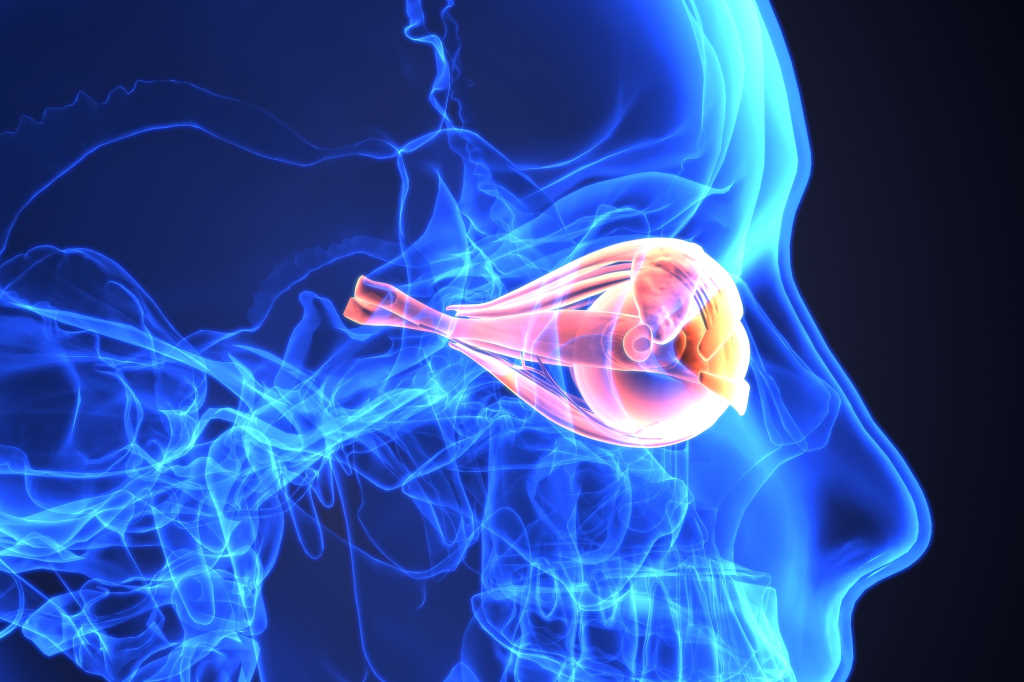 Optic nerverepair molecule? nzoptics