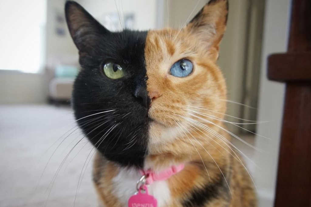 Venus cat store